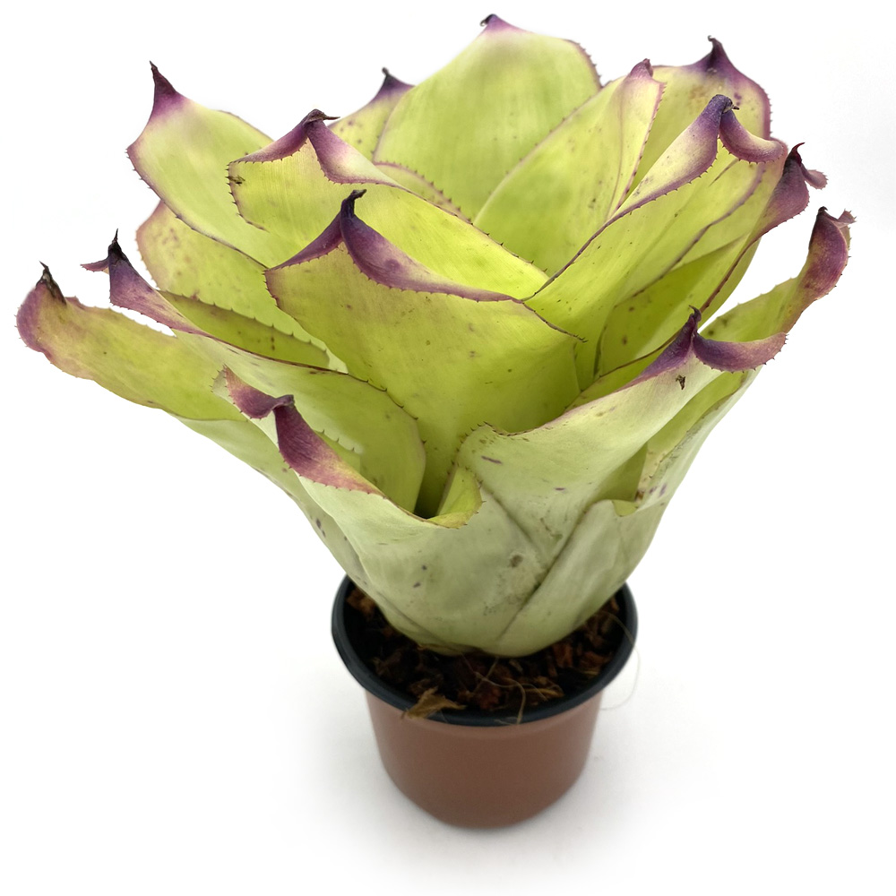 Neoregelia Ninja Hybrid 1