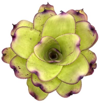 Neoregelia Ninja Hybrid