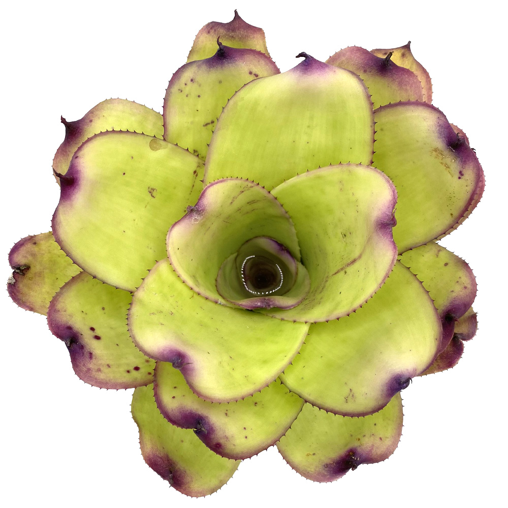 Neoregelia Ninja Hybrid