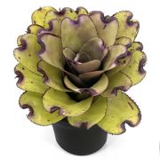 Neoregelia Ninja Pink
