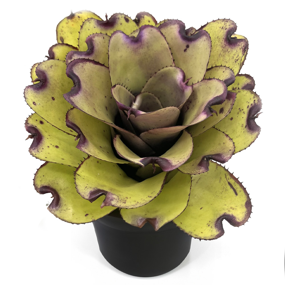 Neoregelia Ninja Pink