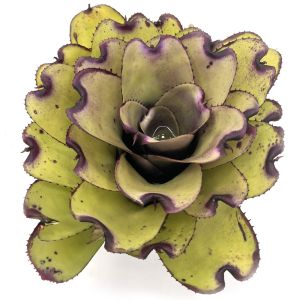 Neoregelia Ninja Pink