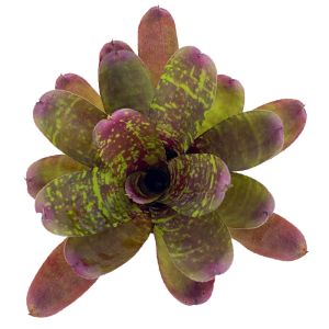 Neoregelia Pheasant