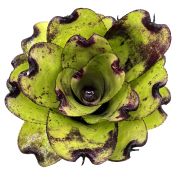 Neoregelia Pitch black x Pink Debby 1