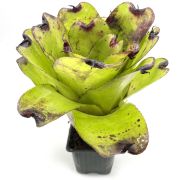 Neoregelia Pitch black x Pink Debby 2