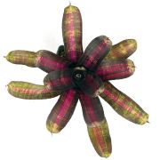 Neoregelia Pressure 2