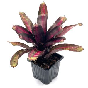 Neoregelia Pressure