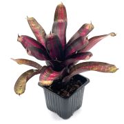 Neoregelia Pressure