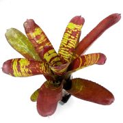 Neoregelia Stormtrooper blood 1