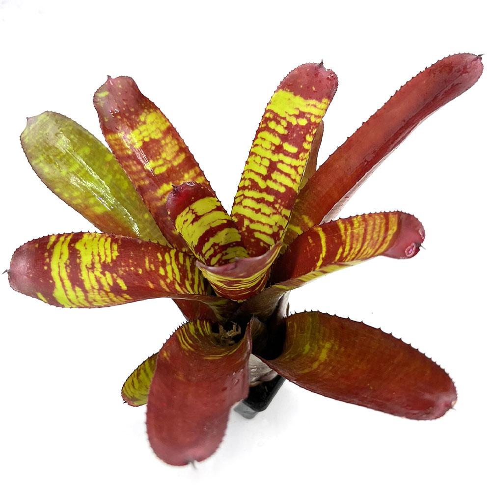 Neoregelia Stormtrooper blood 1
