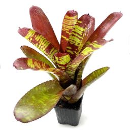 Neoregelia Stormtrooper blood 2