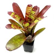 Neoregelia Stormtrooper blood 2