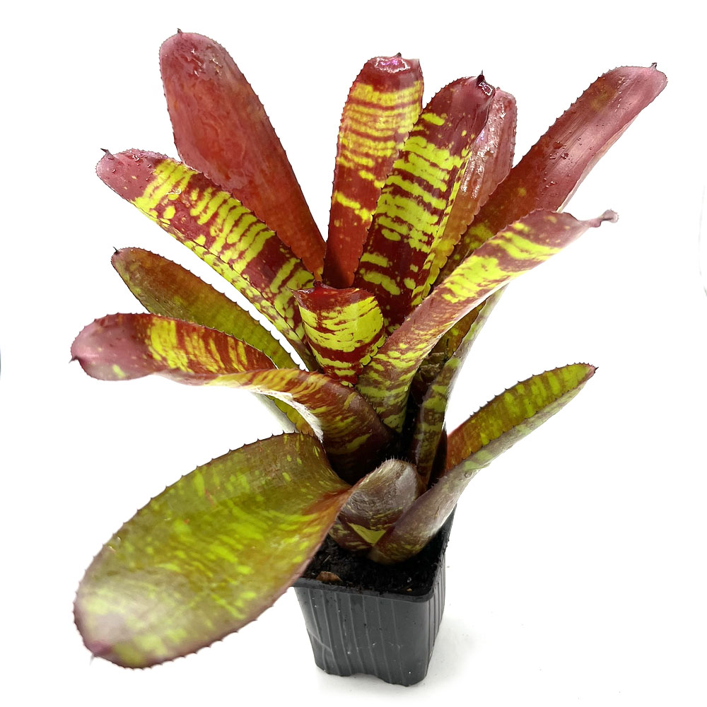Neoregelia Stormtrooper blood 2