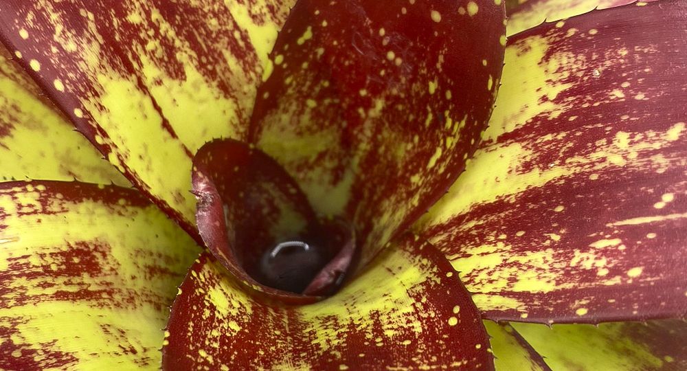 Biotopo