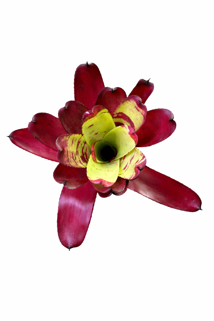 Neoregelia Sunshine smile