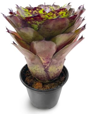 Neoregelia Super Cute