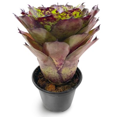 Neoregelia Super Cute