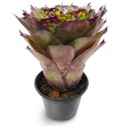 Neoregelia Super Cute EN