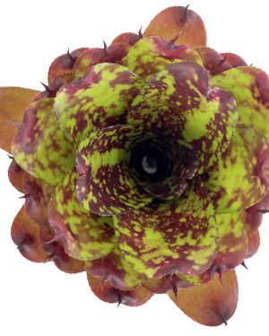 Neoregelia Super Cute