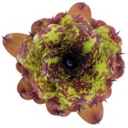 Neoregelia Super Cute EN 1