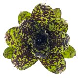 Neoregelia Super Cute S form