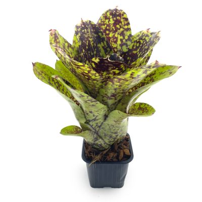 Neoregelia Super Cute S