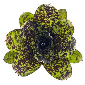 Neoregelia Super Cute S form