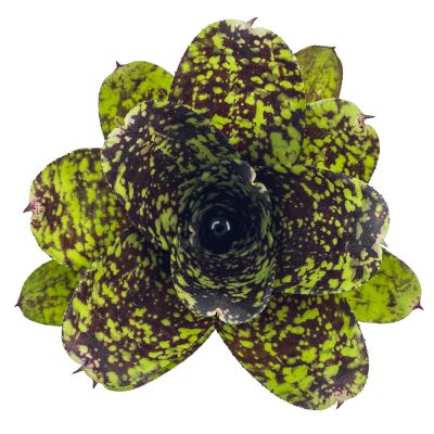 Neoregelia Super Cute S