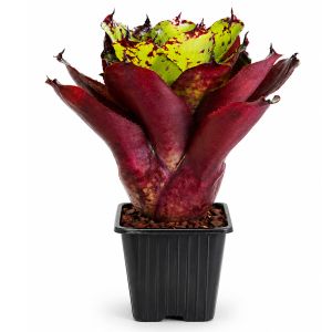 Neoregelia Super Cute x Winnie the Pooh