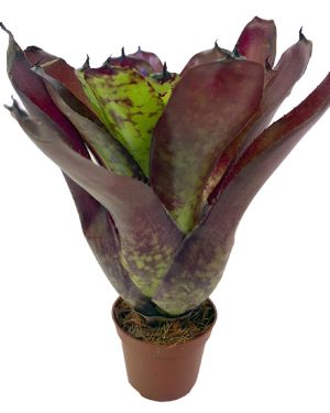 Neoregelia Super Cute x Winnie the Pooh