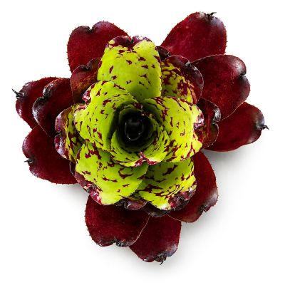 Neoregelia Super Cute x Winnie the Pooh