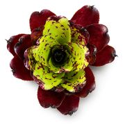 Neoregelia Super Cute x Winnie the Pooh