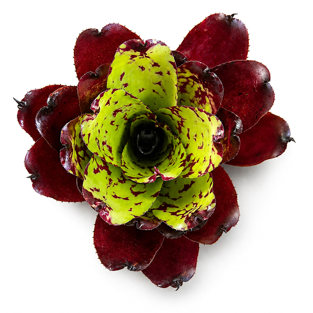Neoregelia Super Cute x Winnie the Pooh