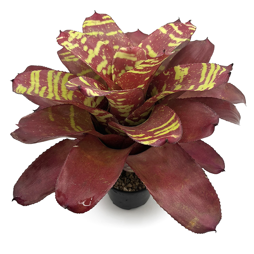 Neoregelia Sweety and Chubby 1
