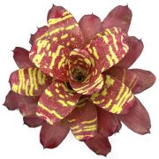 Neoregelia Sweety and Chubby