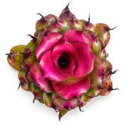 Neoregelia Tamu Tami
