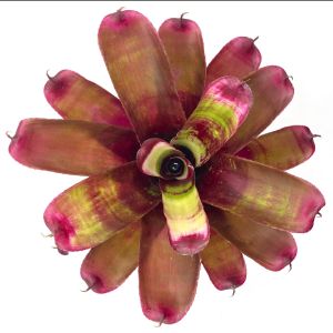 Neoregelia Tara