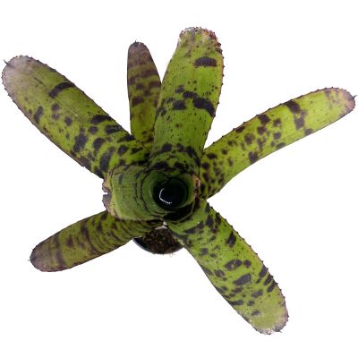 Neoregelia Tiger
