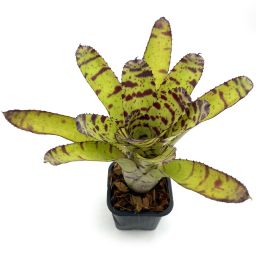 Neoregelia Tiger Hybrid Medium 1