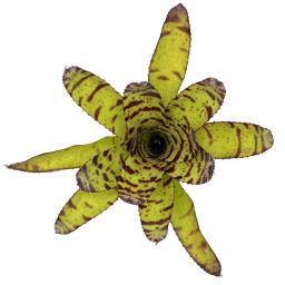 Neoregelia Tiger Hybrid Medium