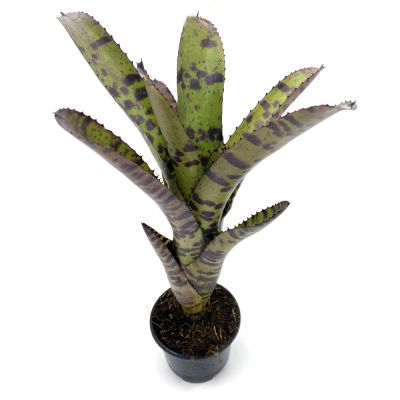 Neoregelia Tiger