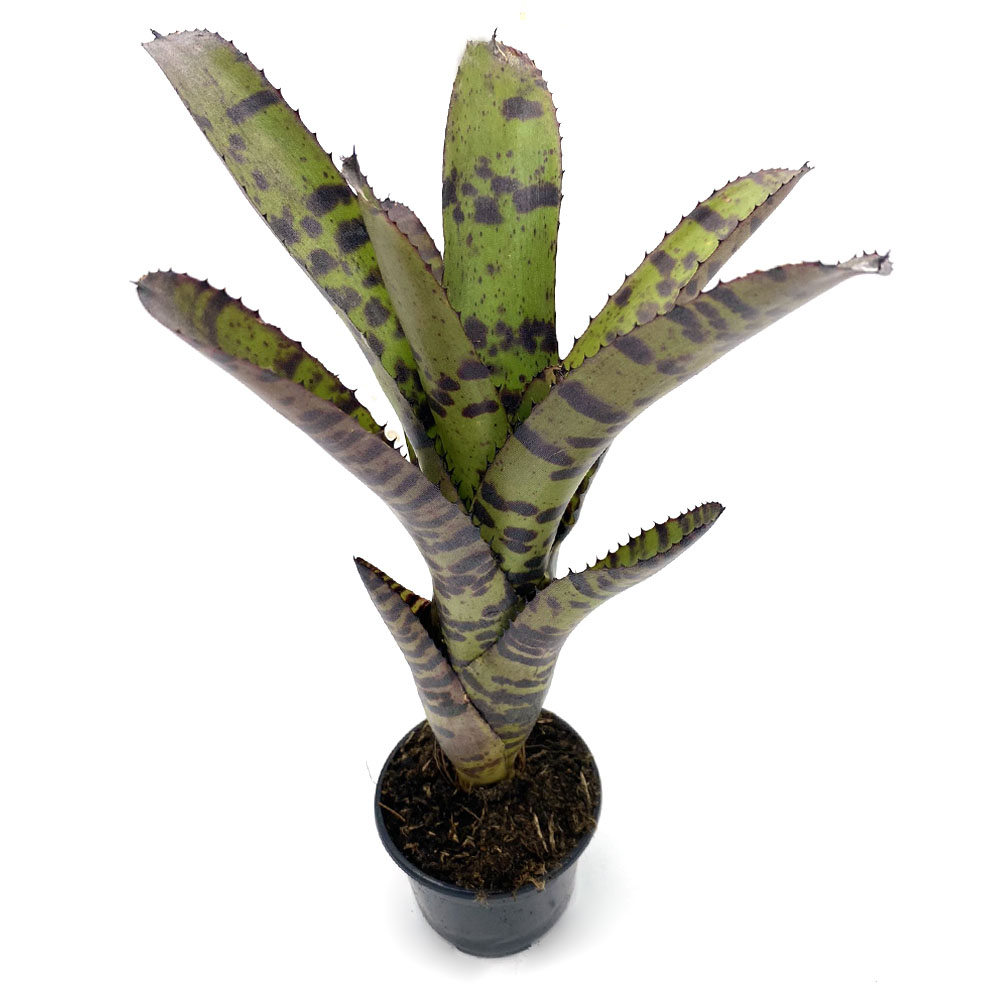 Neoregelia Tiger