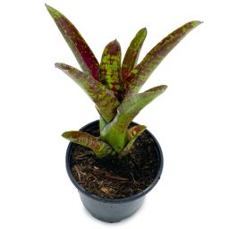 Neoregelia Toshiya 1