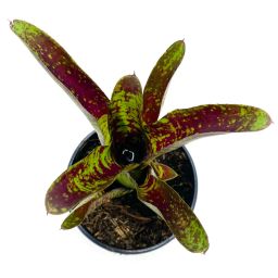 Neoregelia Toshiya
