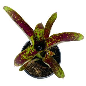 Neoregelia Toshiya