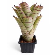 Neoregelia-Wild-Tiger-x-Golden-Pheasant-1 1