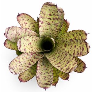 Neoregelia Wild Tiger x Golden Pheasant