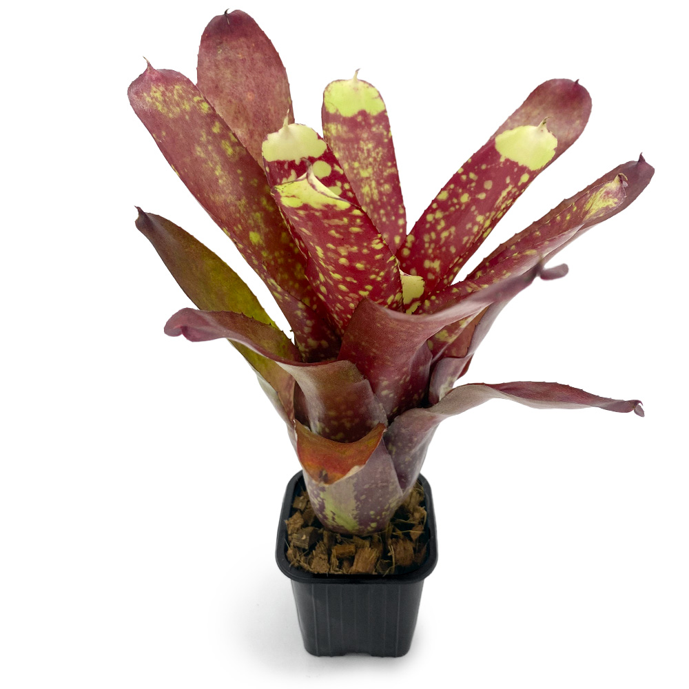 Neoregelia Yellow Nail 1