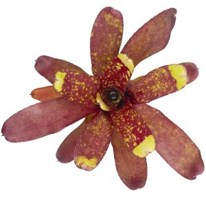 Neoregelia Yellow Nail
