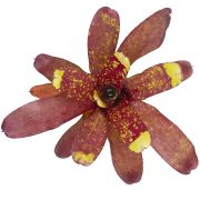 Neoregelia Yellow Nail